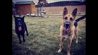 Dog Obedience Vlog | Gaining Respect and Trust Without Reacting in Anger