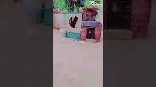 pigeon lover @#k kabutar baji video @#@short video upload image link below