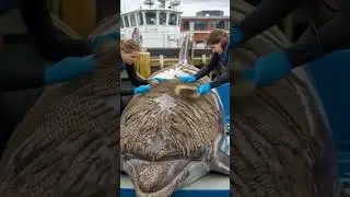 Millions of Barnacle Removed From a Dolphin's Body! 🌊 (Satisfying Rescue!)
