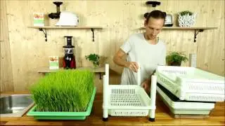 Weizengras selber ziehen mit dem Sproutman Keimger&auml;t