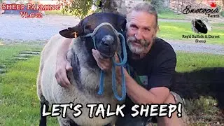 LET'S TALK SHEEP: Rams, Ewes & Breeding Stock!