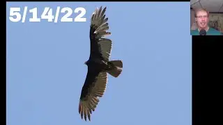 [75] Daily Birding Update from the Braddock Bay Hawk Watch - 5/14/22