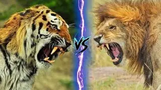 SIBERIAN TIGER VS AFRICAN LION - Who Could Win?