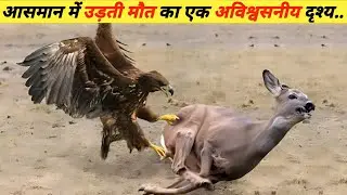 शिकारी पक्षीयो के कुछ खतरनाक Movement!  Wildlife Discovery! Animal planet discovery| डिस्कवरी चैनल !