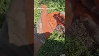 RARE 90% Silver Dime Unearthed | Metal Detecting Score