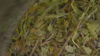 New bills to regulate sale of products containing kratom
