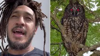 Look at this DEMON OWL😦🙅🏽&zwj;♂️🦉 #PatGeo