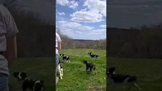Let's Play Fetch! #englishspringerspaniel #cutedog #fetch