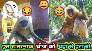 Monkey talking comedy video 😆🤣 // monkey comedy videos funny // monkey funny video