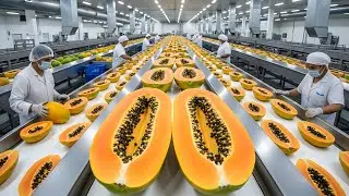 Inside a Modern Papaya Factory: From Farm to Perfect Packaging ( Full Process)