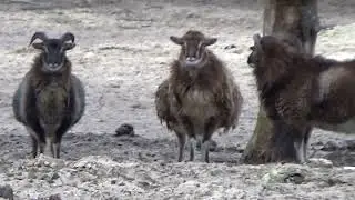 Europese Moeflon - Ovis gmelini musimon