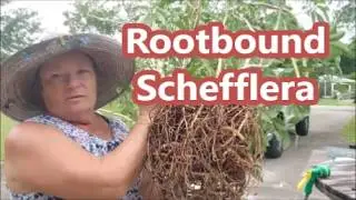 🪴How To Fix A Rootbound Schefflera / Umbrella Plant Fixed