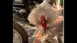 Manofi, the bully chicken.