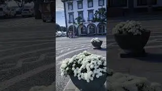 Улицы Понта-Делгада, Сан-Мигель, Азорские острова..#azores #saomiguel #green #acores