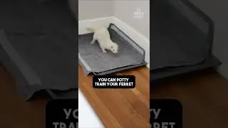 Как дрессировать хорька