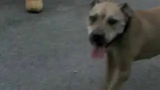 walking harley