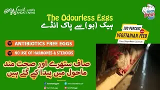 Farm Fresh Eggs by Wahdat Farms ||  Documentary || Farms Visit