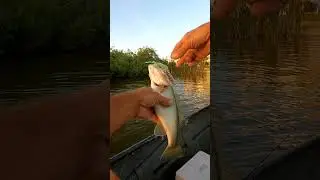 this bass thumped it twice #bassfishing #outdoors #fisherman #spinnerbaitfishing