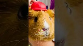 💕PINK! Limited Edition PetSmart HAUL 🛍️ #youtubeshorts #shorts #haul #pets