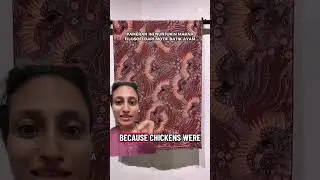 История курицы
