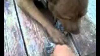 Pupsiiii