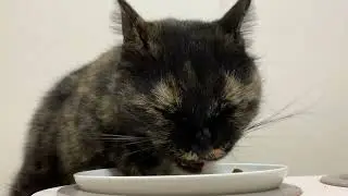 Cat&rsquo;s Dinner Time ASMR #630
