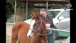 FORSALE SANDY CREEK Maui - Reg Clydesdale Cross -  Sandy Creek Clydesdales