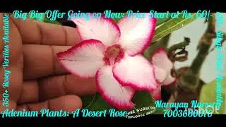 Adenium Plants#Multi & Singal petal#Obesum, Arabicum#Multi Grafted#Verigated Leaves#Low Watering