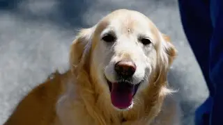 Vet Tallahassee (850)222-0123, Emergency Services, Call Now!