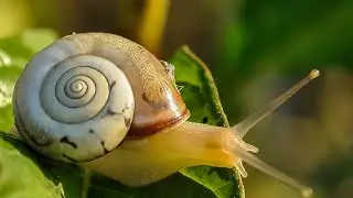 1 HOUR Meditate With Snails - MEDITATION VIDEO AND MUSIC