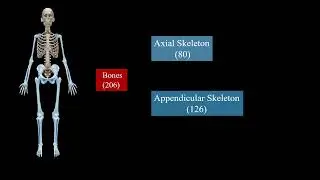 Axial skeleton 3D animation || human anatomy|| axial Skeleton and appendicular skeleton
