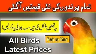 How we care Birds Health and Breeding Information Love Bird Pairing parrot soft food