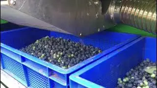 Machinaal blauwe bessen oogsten