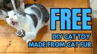 DIY Cat Toy Ball From Your Cat's Own Fur - Zero Waste Pet Enrichment