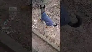 A passeggio 😁 # passeggiare #camminare #commentarychannel #dog #like