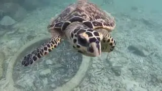 TORTUGA CAREY