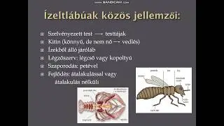 &iacute;zeltl&aacute;b&uacute;ak t&ouml;rzse