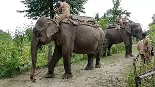 Elephant SAFARI PATROLLING DUTY ✅🐘 MANAS NATIONAL PARK 🐅