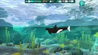 Orca Paradise App - Trailer
