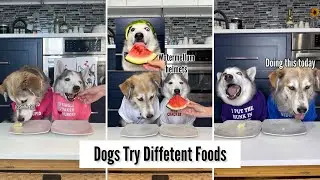 Dogs Try Different Foods