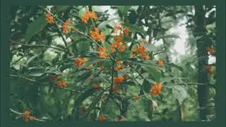 左手の即興曲 (Improvisation for the left hand)（ピアノオリジナル曲 / 即興作曲：KOMEKO）