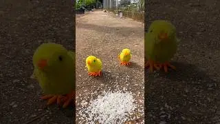 El Pollito Pio 🐤 Sonido de Pollitos Beb&eacute;s #divertido ORIGINAL