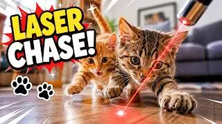 Cats vs Laser Pointers 🔴 | Hilarious & Adorable Reactions! 🐱😂