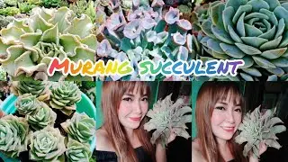 Plant MaiL❤️| Jhanzkeith CNS Corner|Murang Succulent❤️