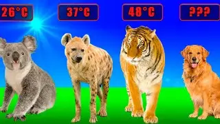 🐾 Animals by Heat Resistance: Who Fails First in Heat?
