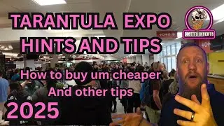 Invert shows British tarantula show 2025 // hints tips and how to buy tarantulas cheap