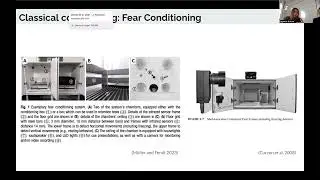 Week 3. Associative learning: classical conditioning, operational conditioning, fear conditioning