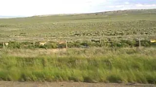 Antelope