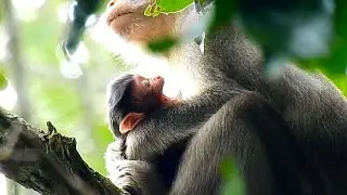 Annna give newborn take relaxed more, Newbornnn yawn big mouth but newborrn doesn't sleep