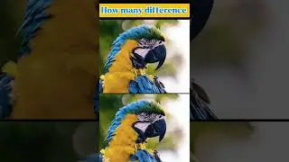 Don't check the song #find #difference #bird #viralshort #ytshort #animal